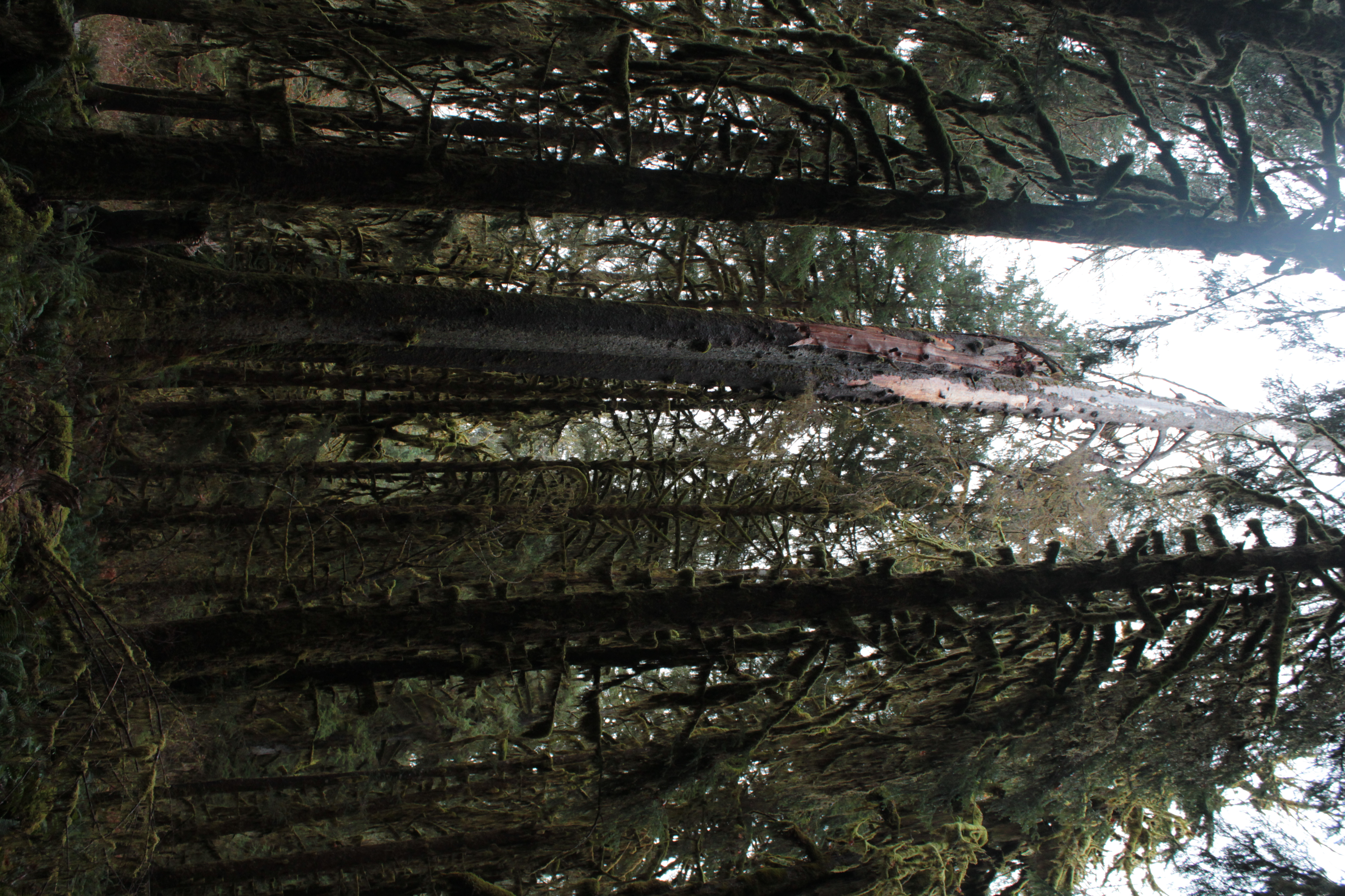 Olympic National Park